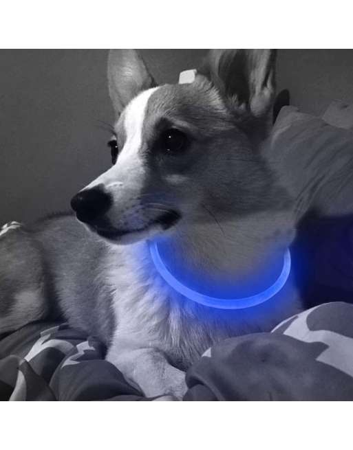 LED Dog Collar - Cuttable Water Resistant Glowing Dog Collar Light Up, USB Rechargeable